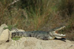 Mugger  Crocodile