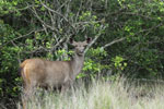 Sambar