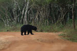 Sloth Bear