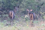 Wilpattu National Park 9th – 10th March 2019