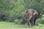 Wilpattu National Park 09 11 December 2022