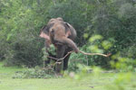 Wilpattu National Park 09 11 December 2022