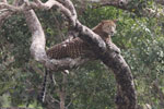 Wilpattu National Park 09 11 December 2022