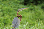 Notes on Field Trips Wilpattu National Park