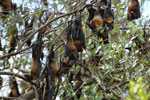 Notes on Field Trips Wilpattu National Park