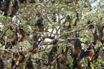 Notes on Field Trips Wilpattu National Park