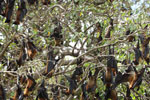 Notes on Field Trips Wilpattu National Park