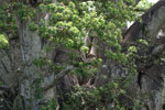 Notes on Field Trips Wilpattu National Park