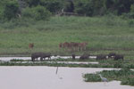 Wilpattu National Park 9th to 11th September 2022