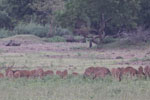 Wilpattu National Park 9th to 11th September 2022