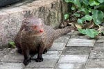 Wilpattu National Park 10th to 12th July 2026