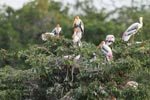 Wilpattu National Park 10th to 12th July 2026