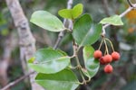 Wilpattu National Park 10th to 12th July 2026