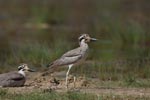 Wilpattu National Park 10th to 12th July 2026