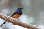 Wilpattu National Park 10th to 12th July 2026