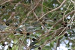 Wilpattu National Park 10th to 12th July 2026