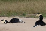 Wilpattu National Park 10th to 12th July 2026