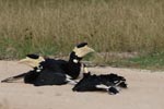 Wilpattu National Park 10th to 12th July 2026