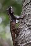 Wilpattu National Park 10th to 12th July 2026