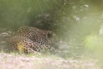 Wilpattu National Park 10th to 12th July 2026
