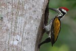 Wilpattu National Park 10th to 12th July 2026