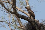 Notes on Field Trips Wilpattu National Park