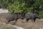 Notes on Field Trips Wilpattu National Park