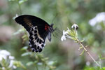 Wilpattu National ParkPark 10 to 12 January 2020