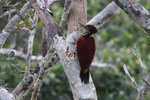 Wilpattu National ParkPark 10 to 12 January 2020