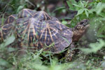 Wilpattu National ParkPark 10 to 12 January 2020