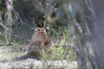 Wilpattu National ParkPark 10 to 12 January 2020