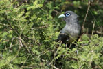 Wilpattu National ParkPark 10 to 12 January 2020