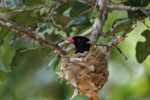 Wilpattu National ParkPark 10 to 12 January 2020