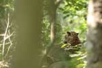 Wilpattu National Park 10th to 13th May 2025