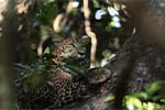 Wilpattu National Park 210th to 13th May 2025