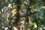 Wilpattu National Park 210th to 13th May 2025