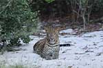 Wilpattu National Park 10th to 13th May 2025