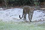 Wilpattu National Park 10th to 13th May 2025