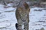 Wilpattu National Park 10th to 13th May 2025