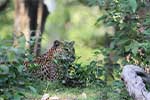Wilpattu National Park 210th to 13th May 2025