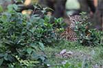 Wilpattu National Park 210th to 13th May 2025