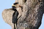 Wilpattu National Park 210th to 13th May 2025