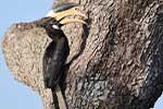 Wilpattu National Park 210th to 13th May 2025
