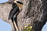Wilpattu National Park 210th to 13th May 2025