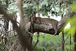 Wilpattu National Park 210th to 13th May 2025