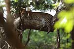 Wilpattu National Park 210th to 13th May 2025