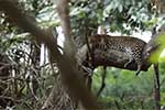 Wilpattu National Park 210th to 13th May 2025