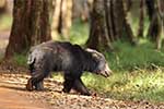 Wilpattu National Park 210th to 13th May 2025
