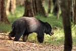 Wilpattu National Park 210th to 13th May 2025
