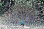 Wilpattu National Park 210th to 13th May 2025
